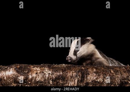 Badger derrière une bûche. Banque D'Images