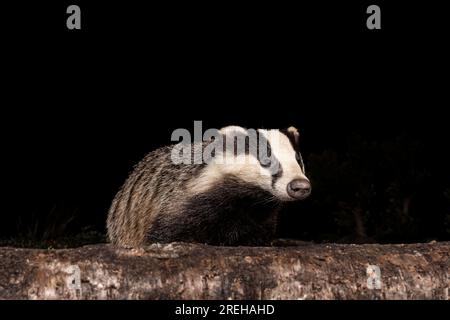 Badger derrière une bûche. Banque D'Images