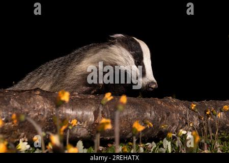 Badger grimpe sur une bûche. Banque D'Images