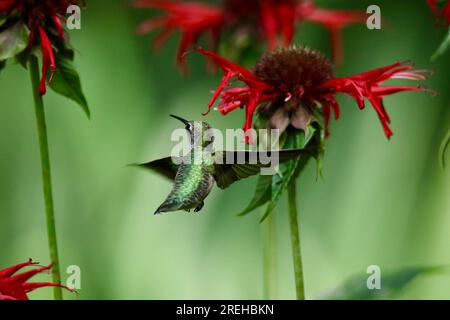 La femelle à gorge rubis Archilochus colubris se nourrissant de fleurs en été Banque D'Images