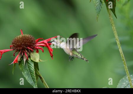 La femelle à gorge rubis Archilochus colubris se nourrissant de fleurs en été Banque D'Images