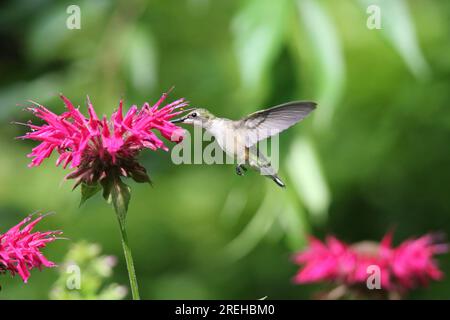 La femelle à gorge rubis Archilochus colubris se nourrissant de fleurs en été Banque D'Images