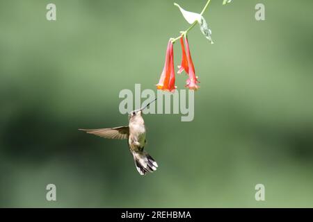 La femelle à gorge rubis Archilochus colubris se nourrissant de fleurs en été Banque D'Images
