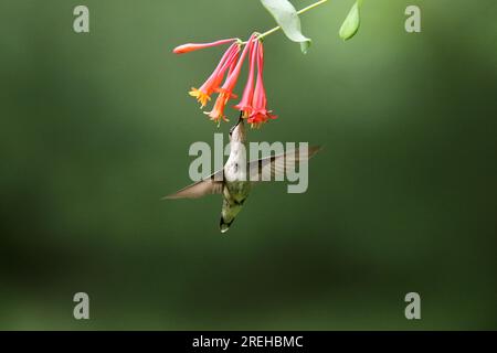 La femelle à gorge rubis Archilochus colubris se nourrissant de fleurs en été Banque D'Images