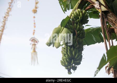 Bananes vertes sur un arbre à Bali, Indonésie Banque D'Images