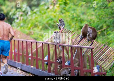 Un joggeur court devant une troupe de macaques à longue queue assise sur un pont le long de Punggol Promenade nature Walk tout en mangeant de la nourriture prise par des ouvriers du bâtiment Banque D'Images