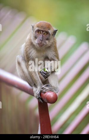 Un jeune membre d'une troupe de macaques à longue queue est assis sur un pont le long de Punggol Promenade nature Walk tout en mangeant de la nourriture prise par les ouvriers de la construction o Banque D'Images