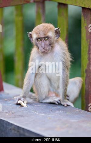 Un jeune membre d'une troupe de macaques à longue queue est assis sur un pont le long de Punggol Promenade nature Walk tout en mangeant de la nourriture prise par les ouvriers de la construction o Banque D'Images