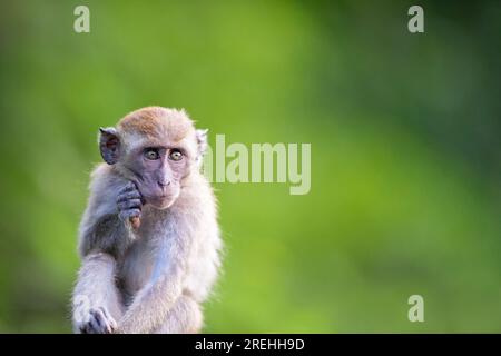 Un jeune macaque à longue queue se gratte le menton tout en étant assis sur un pont le long de la promenade Punggol Promenade nature Walk et en mangeant de la nourriture tirée de la construction W. Banque D'Images