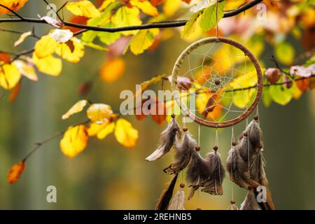 Dreamcatcher accroché sur la branche de hêtre. Feuilles d'automne dans la forêt. Amulette spirituelle Banque D'Images