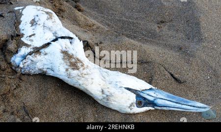 Oiseaux marins morts sur la plage de Bigbury-on-Sea Devon UK Banque D'Images