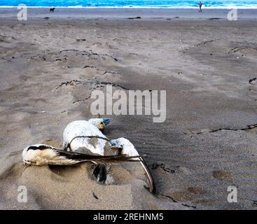 Oiseaux marins morts sur la plage de Bigbury-on-Sea Devon UK Banque D'Images