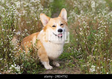 corgi welsh pembroke sur une prairie d'été Banque D'Images