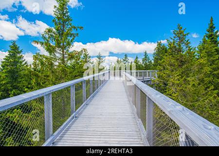 Sentier de randonnée de la canopée forestière au-dessus de la cime des arbres, aventure en plein air sur Rogla, Slovénie Banque D'Images