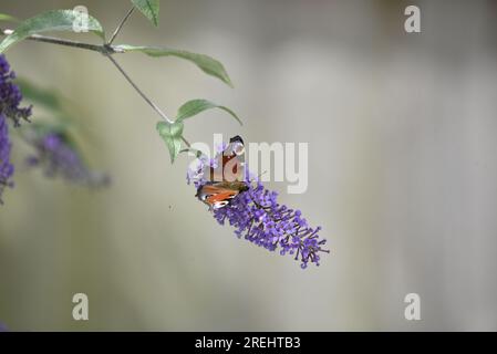 Image d'avant-plan centrale d'un papillon de paon (Inachis io) face à droite de l'image sur des fleurs de Bouddleia violet, sur un fond gris doux au Royaume-Uni Banque D'Images