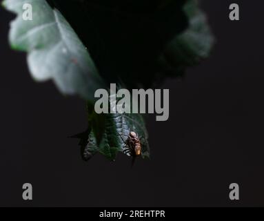 Araignée attrapant une mouche sur une feuille de raisin. Banque D'Images