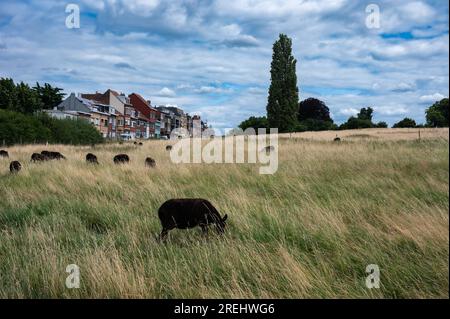 Berchem-Sainte-Agathe- 20 juillet 2023 - pâturage des moutons noirs dans les prairies du parc naturel du Zavelenberg Banque D'Images