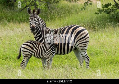 Une jument zèbre de Burchell et son poulain debout dans l'herbe luxuriante après de bonnes pluies estivales dans le parc national Kruger, en Afrique du Sud Banque D'Images