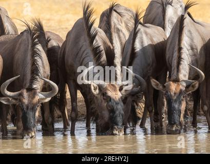 Un troupeau de gnous bleus boit dans un point d'eau dans le parc national transfrontalier de Kgalagadi, en Afrique du Sud Banque D'Images