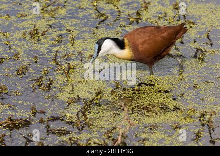 Un Jacana africain coloré pataugeant et se nourrissant dans une zone humide peu profonde du parc national Kruger, en Afrique du Sud Banque D'Images