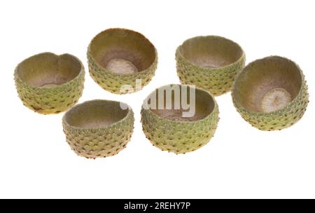 capsules d'acorn isolées sur fond blanc Banque D'Images