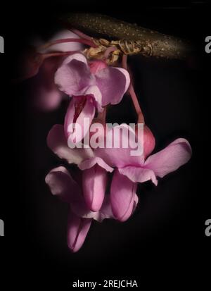 Gros plan d'un amas de fleurs avec fond noir, le rouge de l'est (Cercis canadensis). Banque D'Images