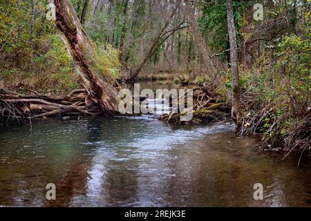 Une vue panoramique d'un ruisseau qui coule dans une région sauvage du Midwest. Banque D'Images