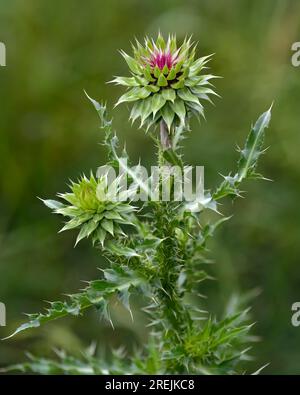 Le chardon à la tête (Carduus nutans), une mauvaise herbe envahissante, également connue sous le nom de chardon musqué photographié sur un fond vert doux. Fleur nationale d'Écosse. Banque D'Images