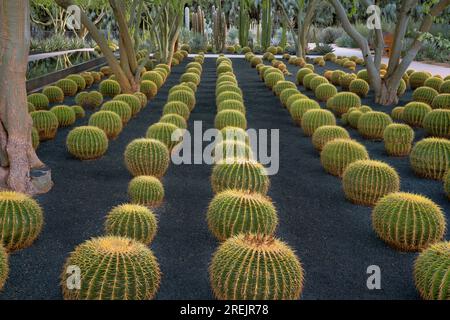 L'exposition Golden Barrel Cactus est l'une des nombreuses expositions botaniques mettant en valeur le Sunnylands Center and Gardens à Rancho Mirage, en Californie. Banque D'Images