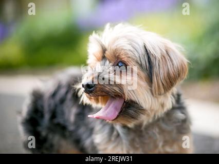 Un mignon chien de race mixte Yorkshire Terrier Banque D'Images