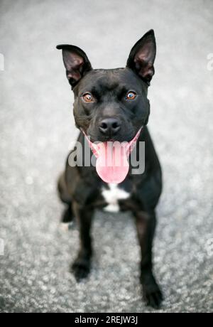 Chien noir et blanc Pit Bull Terrier de race mixte avec une longue langue haletante Banque D'Images