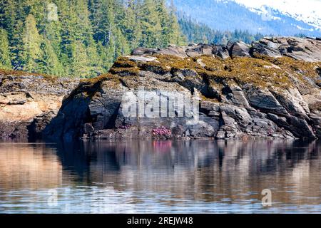 La marée basse le long de l'Inlet Carroll près de Ketchikan, en Alaska, révèle des étoiles de mer violettes et oranges sur les rochers Banque D'Images