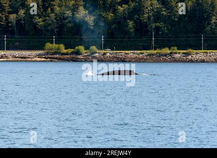 Nageoire dorsale d'une baleine à bosse (Megaptera novaeangliae) faisant surface dans l'eau près d'une route à Ketchikan, Alaska Banque D'Images