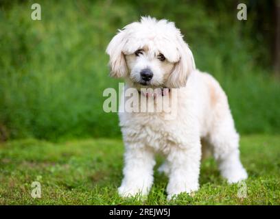 Un mignon chien de race mixte Pomeranian x Poodle regardant la caméra avec une tête inclinée Banque D'Images