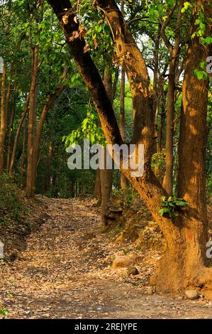 Route rugueuse entrant dans la jungle de Corbett Farmyard près de Kaladhungi, Uttarakhand, Inde Banque D'Images