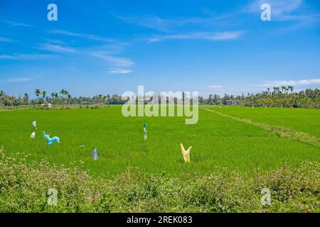 Image au-dessus d'un champ de riz vert clair au Vietnam contre un ciel bleu profond pendant la journée Banque D'Images