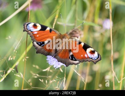 Un beau papillon européen de paon dans l'herbe de prairie, Worcestershire, Angleterre. Banque D'Images
