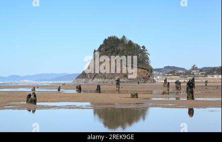 Le long de la côte de l'Oregon : forêt fantôme de Neskowin sur la plage de Neskowin - vestiges d'épinettes de sitka coulés sous l'eau après un tremblement de terre Banque D'Images