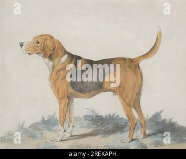 Hound debout : profil, face à gauche 1795 par Sydenham Edwards Banque D'Images