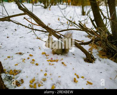 Un écureuil est assis dans la neige près d'un arbre en hiver et ronge une arachide Banque D'Images