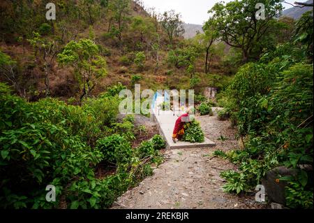 Femme indienne collectant du fourrage pour le bétail sur la forêt dense de la vallée de Nandhour, Kumaon Hills, Uttarakhand, Inde Banque D'Images