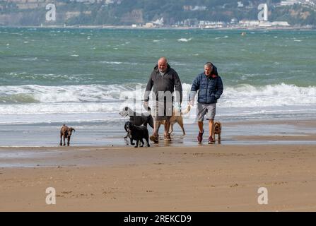 deux hommes d'âge moyen promenant un grand nombre de chiens sur la plage ensemble à sandown sur l'île de wight. Banque D'Images