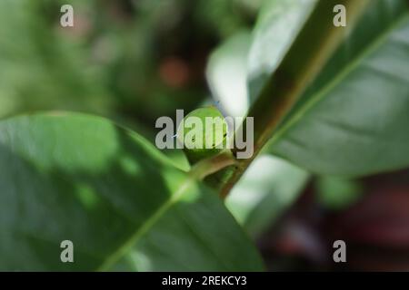 Vue de tête à angle élevé d'une chenille verte de jay qui est assise sur une tige de plante Banque D'Images