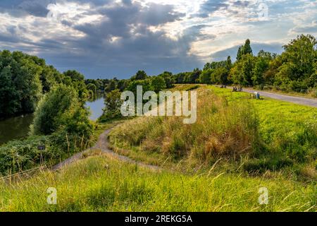 Le Styrumer Ruhrbogen, réserve naturelle le long de la Ruhr, aux limites de la ville d'Oberhausen, Mülheim, Duisburg, NRW, Allemagne Banque D'Images