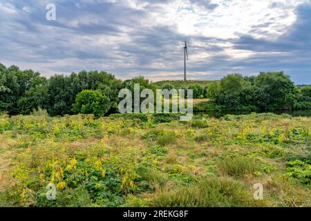 Le Styrumer Ruhrbogen, réserve naturelle le long de la Ruhr, sur les limites de la ville d'Oberhausen, Mülheim, Duisburg, éolienne sur le site d'enfouissement, le SO- Banque D'Images