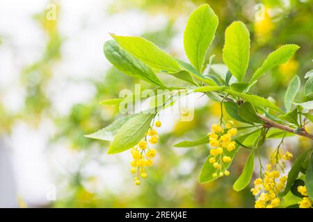 Berberis vulgaris, simplement des fleurs jaunes de baryère. Les bourgeons se regroupent sur le Barberry commun ou européen en floraison au printemps. Mise au point douce. Blué Banque D'Images