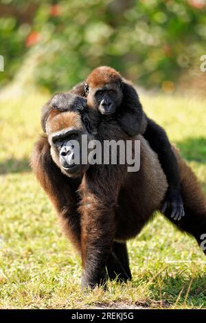 Basses terres occidentales gorille occidental (Gorilla Gorilla) basses terres g. gorille femelle adulte avec des jeunes avec bébé chevauchant sur le dos occurrence : Afrique Afrique Banque D'Images