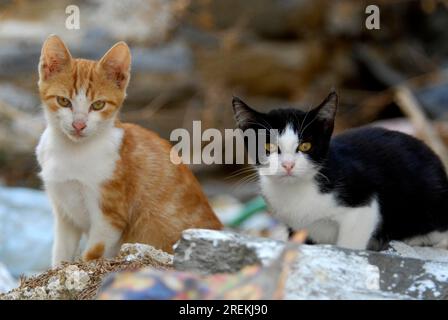 Deux jeunes chatons domestiques côte à côte, bicolore, rouge-tigre-blanc et noir-blanc, île de Tinos, Cyclades, Grèce, deux chatons côte à côte Banque D'Images