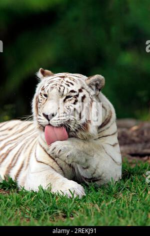 Tigre royal du Bengale (Panthera tigris tigris), tigre indien blanc adulte léchant léchage Portrait occurrence : Inde Inde Banque D'Images