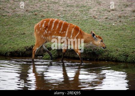 Sitatunga Sitatunga Tragelaphus spekei adulte à l'eau à l'eau dans l'eau femelle à l'eau occurrence : Afrique Afrique Banque D'Images